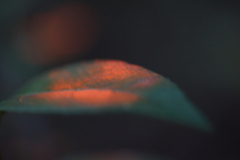 暮色２