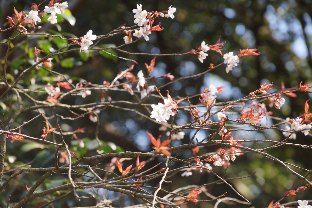 山桜３
