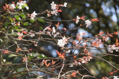 山桜３