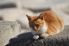 海辺の猫