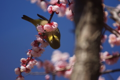 久しぶりにいい天気