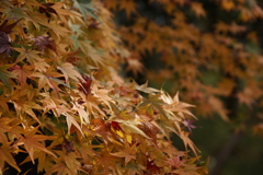 薄黄１
