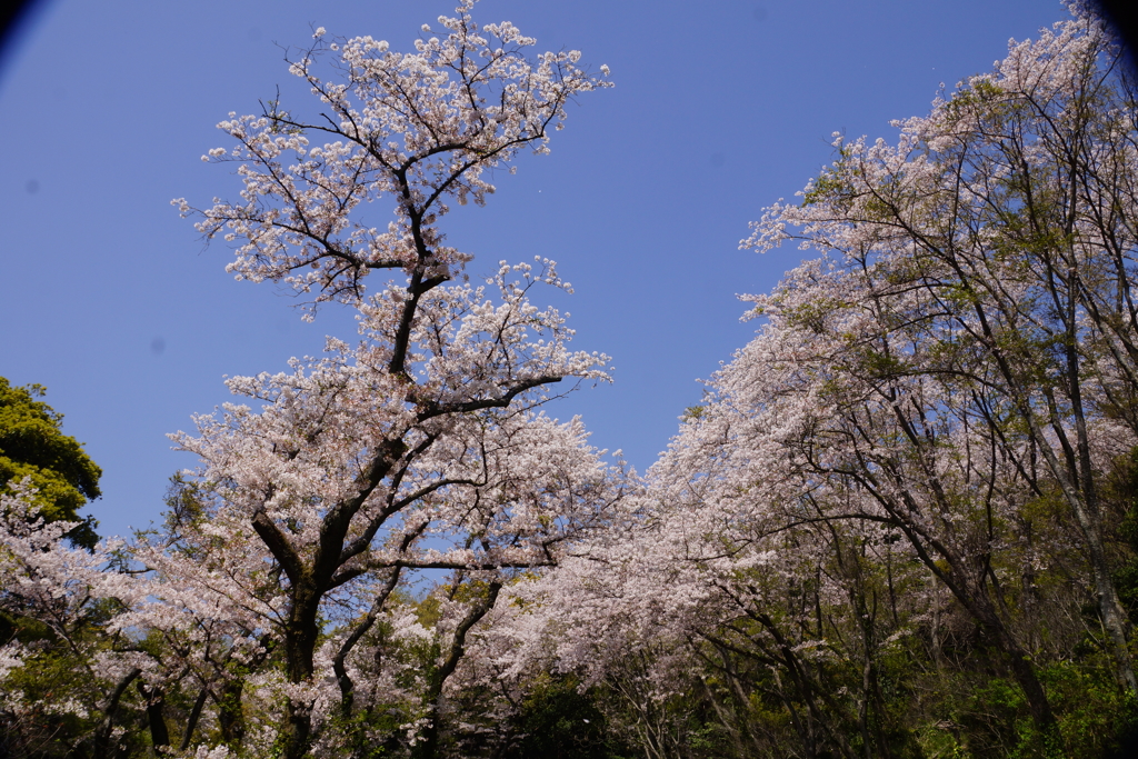 花ざかりの森