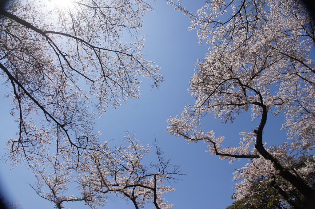 花の森２