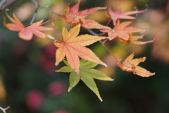 モミジと山茶花