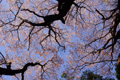桜の森３