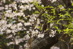 ムクドリと桜