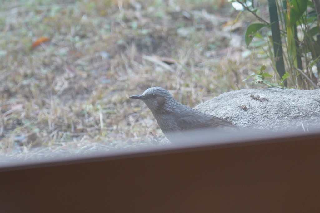 庭の鳥