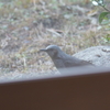 庭の鳥