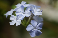 名もなき熱帯の花