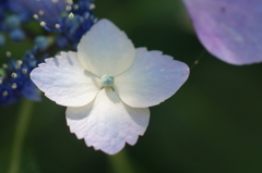 がくあじさい３