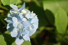 思い出のアジサイ２