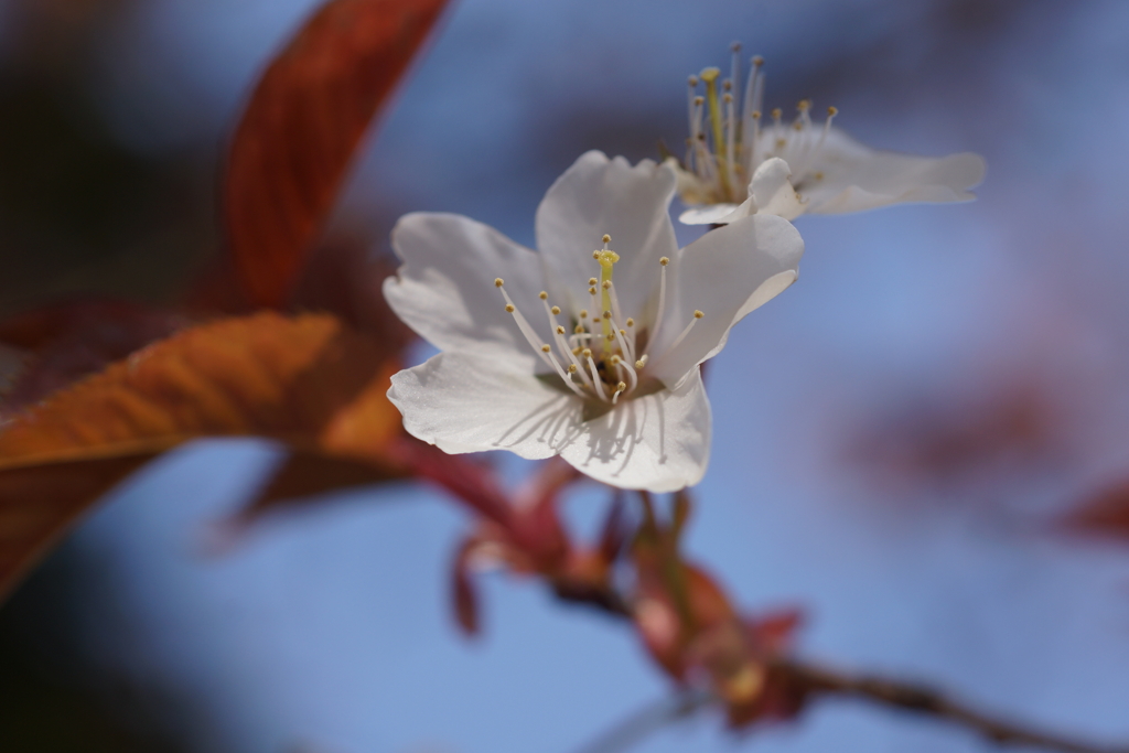 山桜