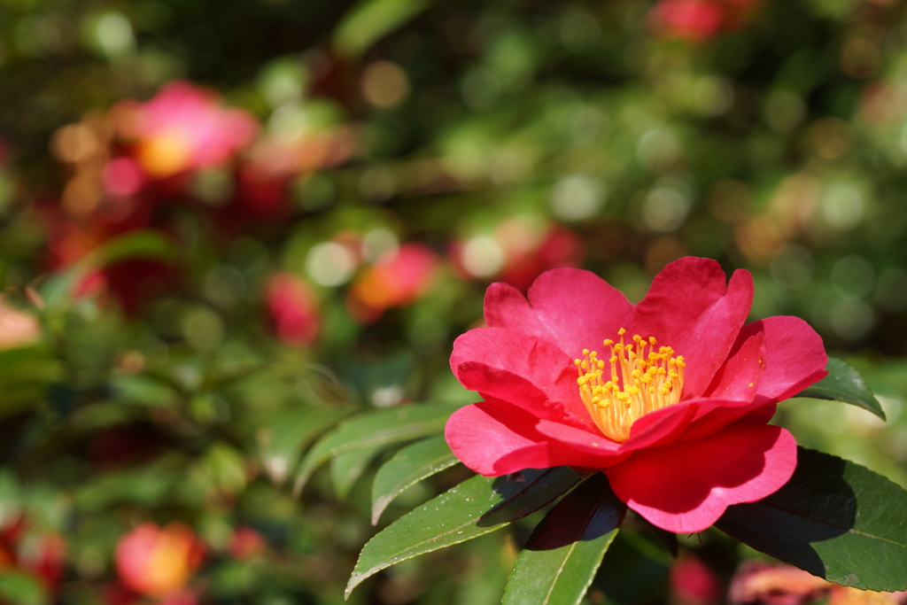 山茶花１
