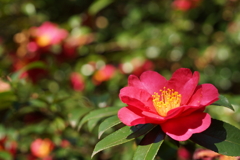 山茶花１