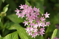 熱帯の花
