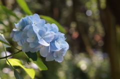 森のアジサイ