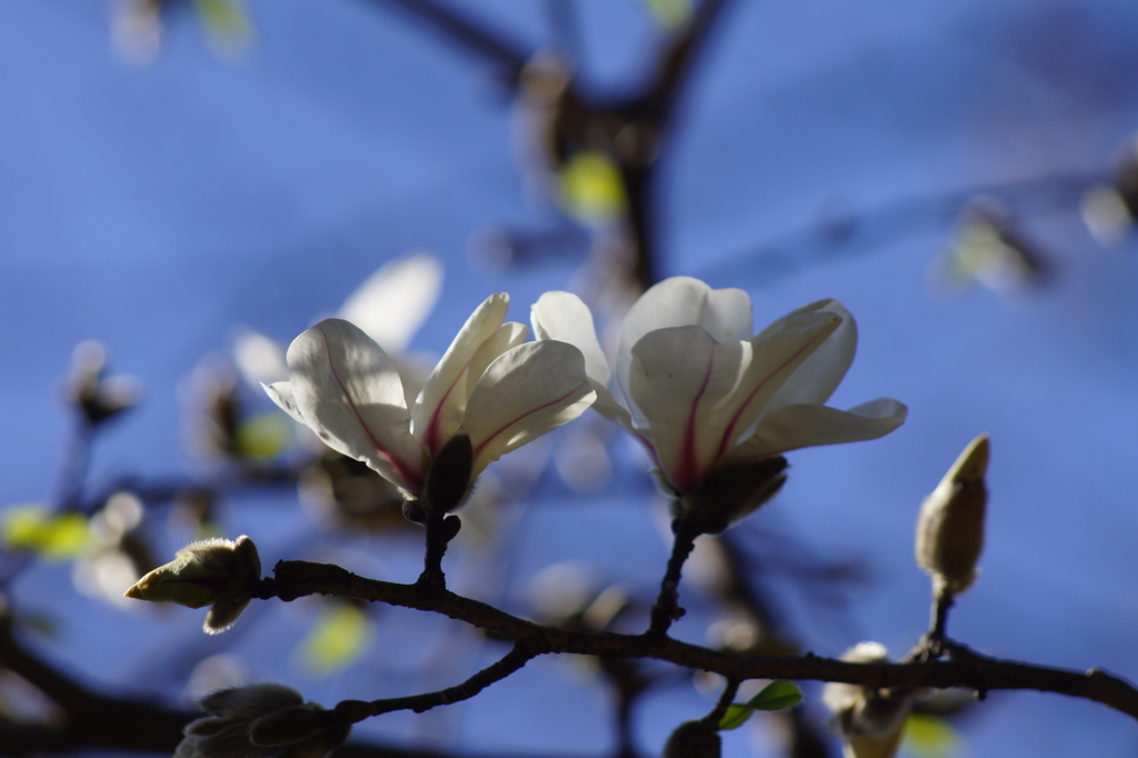 木蓮の咲くころ２