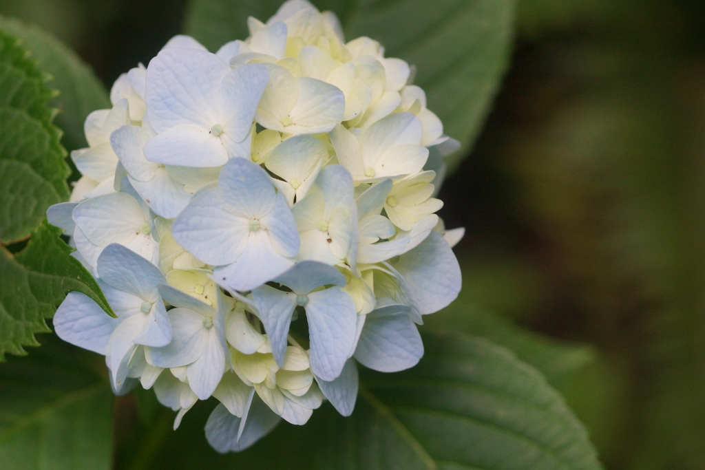 アジサイの森で５