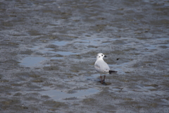 干潟の鳥１