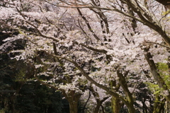花冷え
