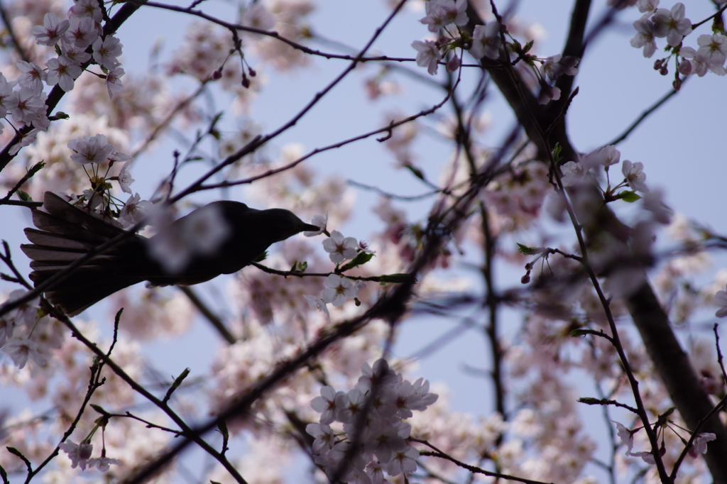 桜と鳥５