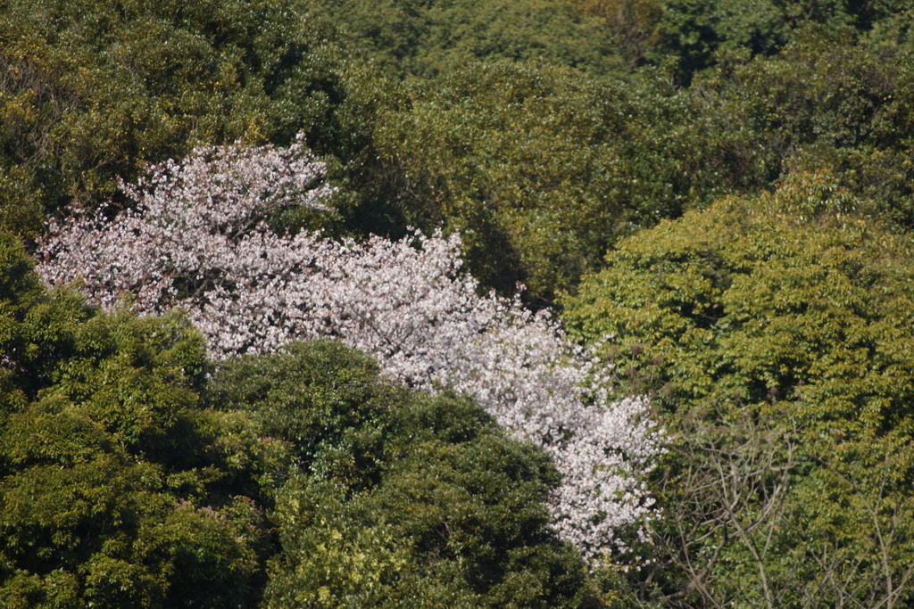 山間の桜