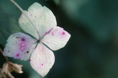 afterblue
