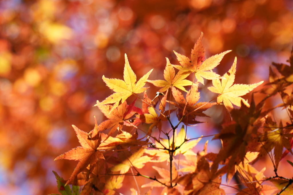 輝き紅葉