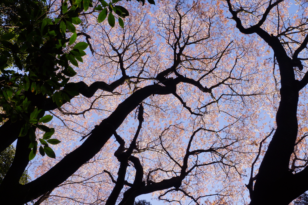 桜の森４