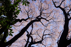 桜の森４
