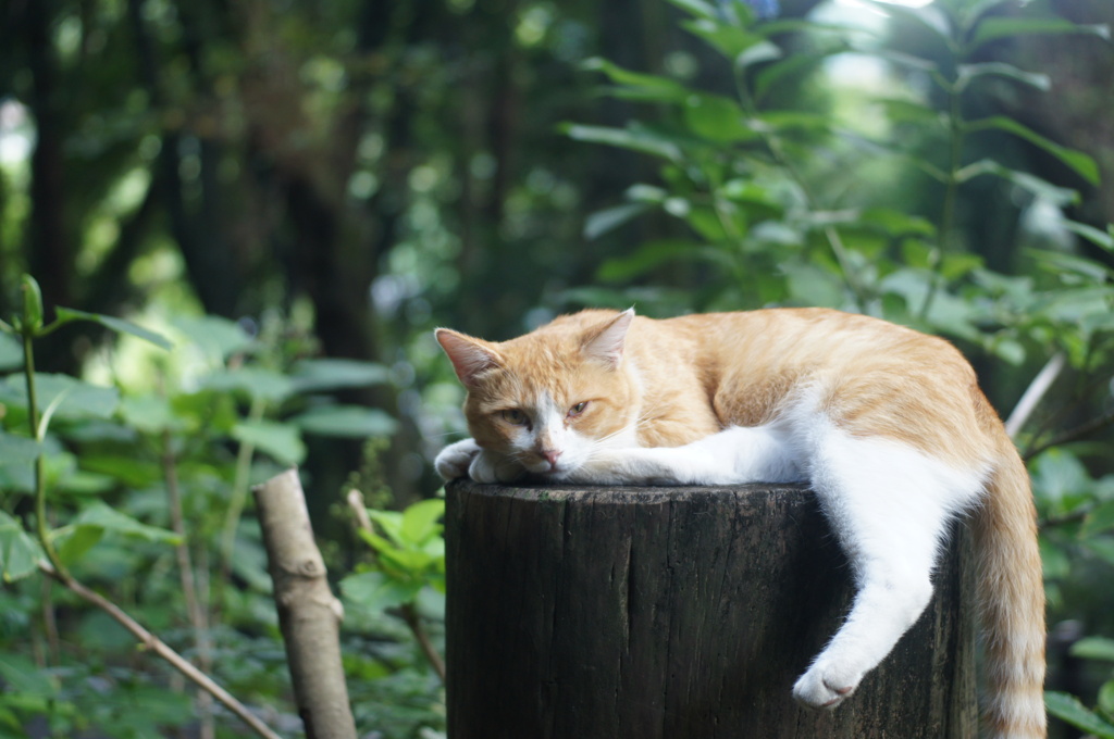 猫涼み
