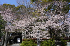 神社の春