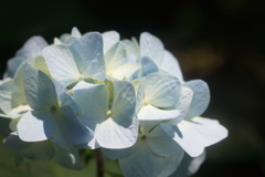 アジサイの森で