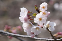 桜晴れ