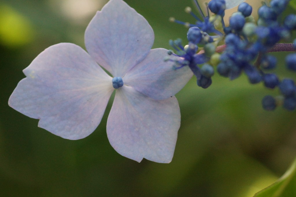 あじさいの色３