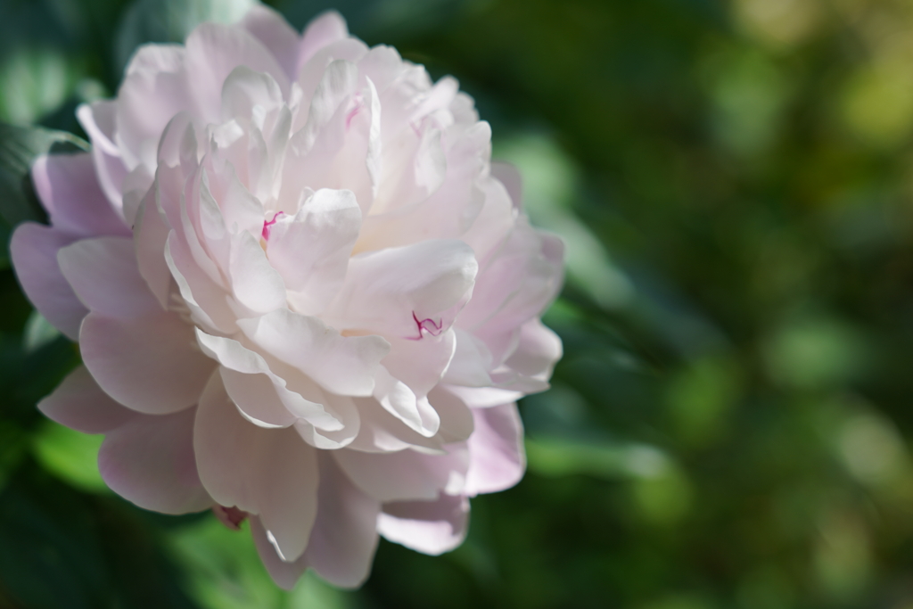 朝の芍薬