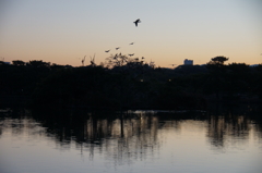 夜明け前　鳥島
