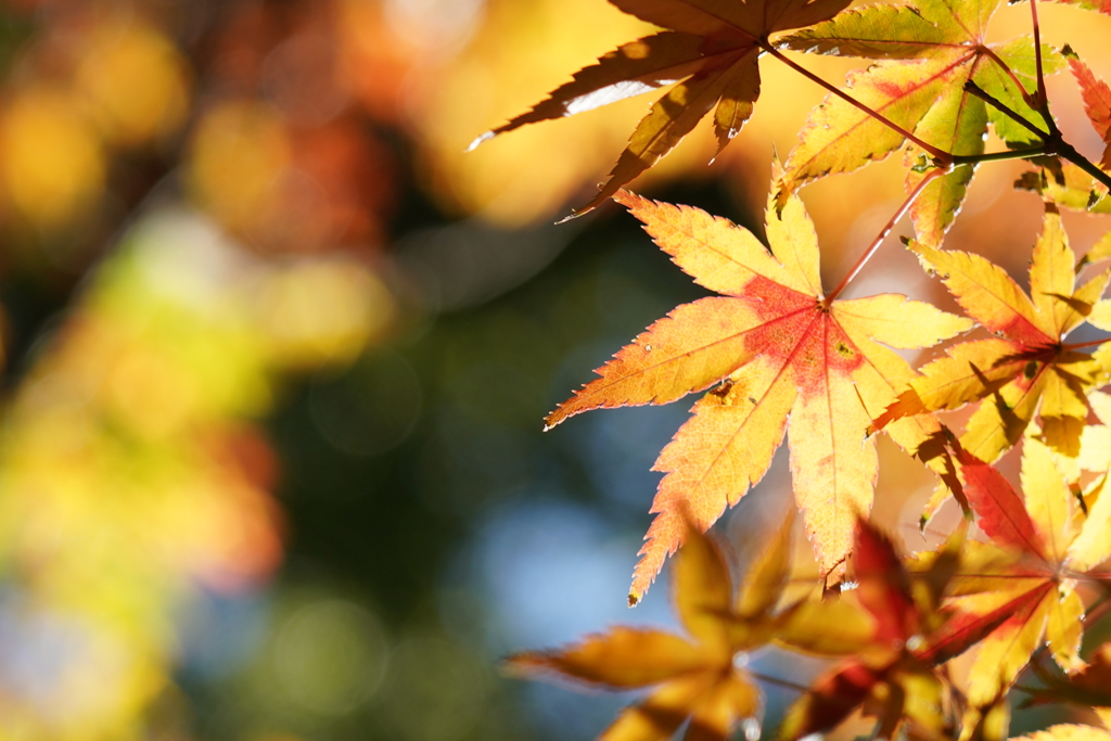 照紅葉