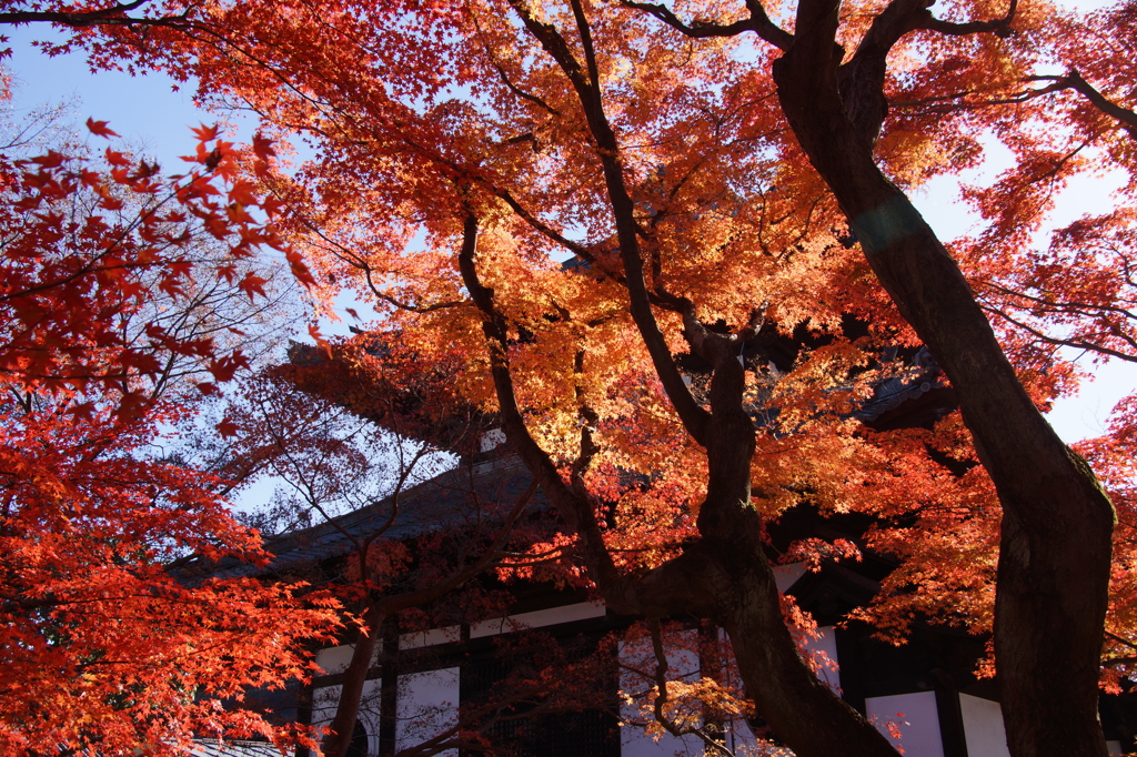 伽藍と紅葉