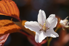 山桜２