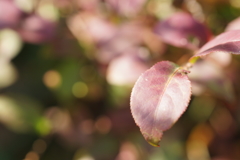 in the autumn sunlight