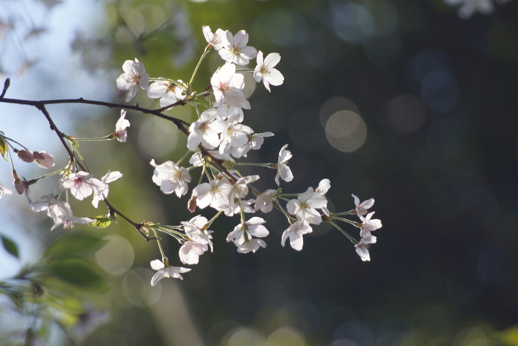 山桜７