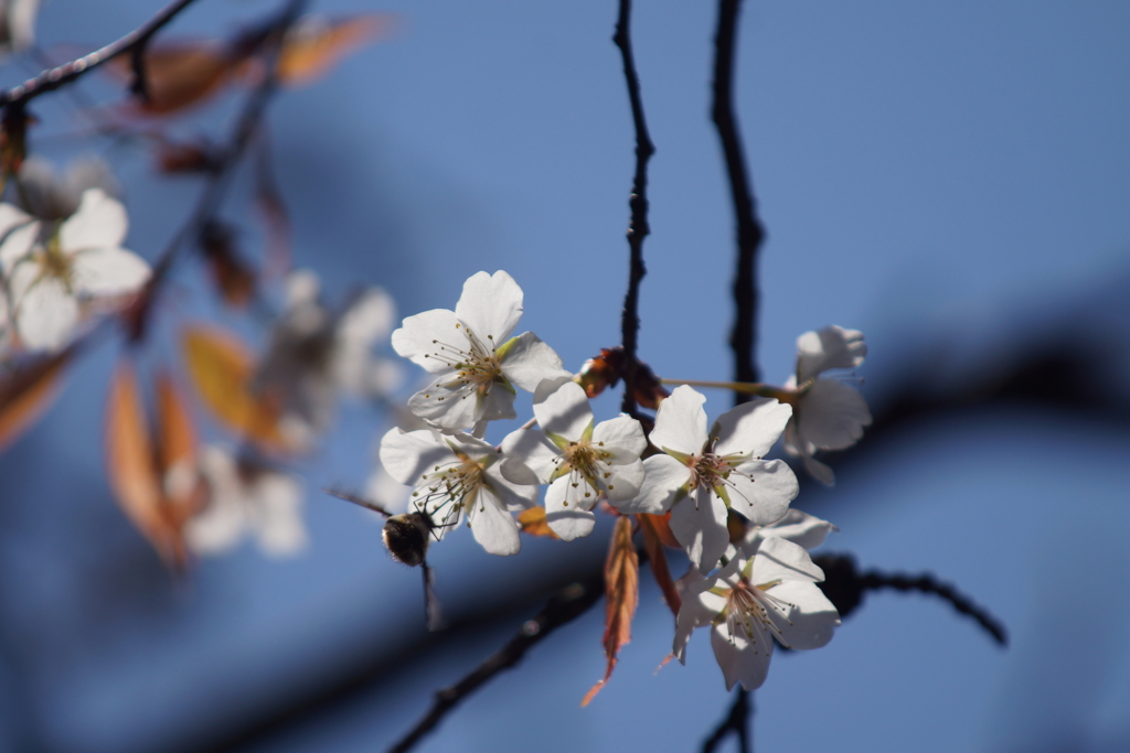 山桜に蜂