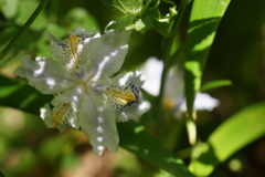 こもれびシャガ