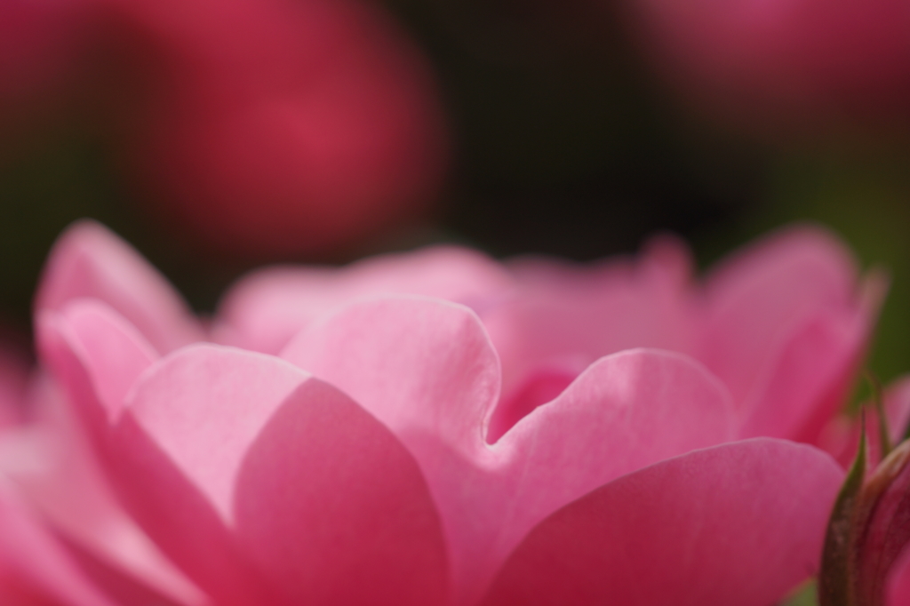 rose pink