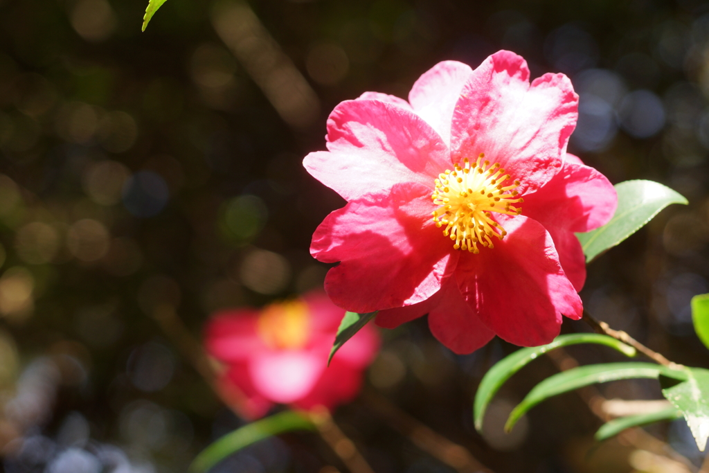 山茶花たち２