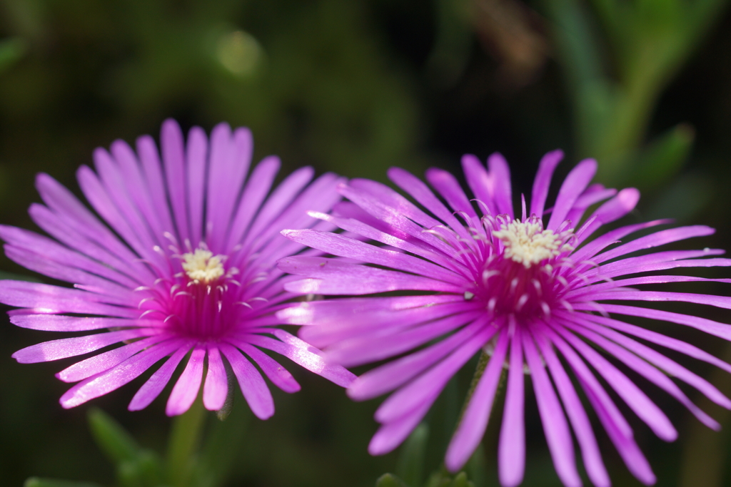 メタリックピンク