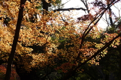 紅葉谷にて２