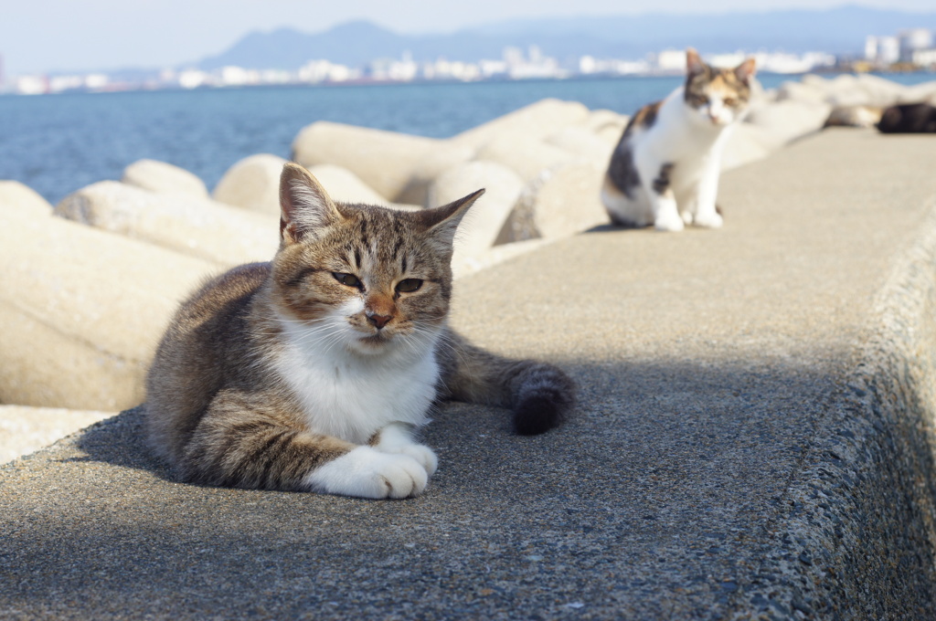 うみねこたち